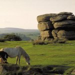 Dartmoor ponies